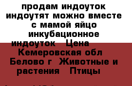 продам индоуток,индоутят,можно вместе с мамой,яйцо инкубационное индоуток › Цена ­ 100 - Кемеровская обл., Белово г. Животные и растения » Птицы   